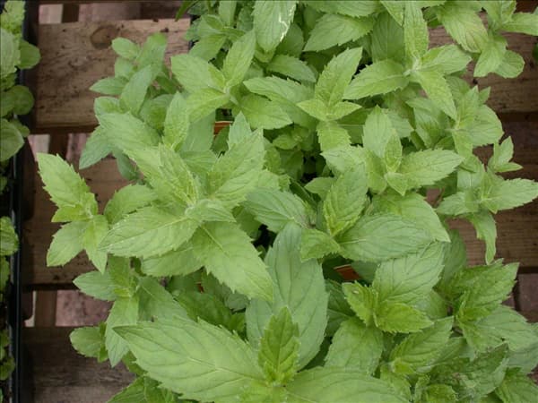 Mentha spicata 'Swiss'