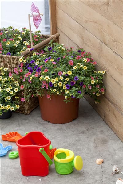 Calibrachoa