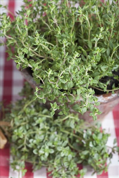 Thymus vulgaris