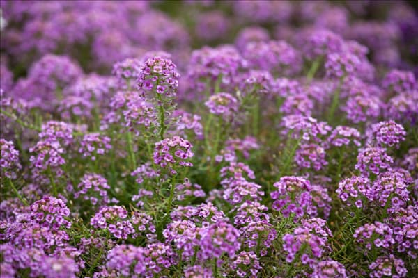 Lobularia maritima