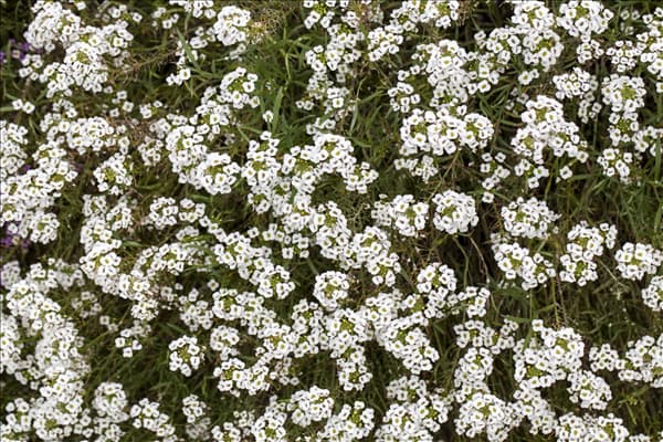 Lobularia maritima