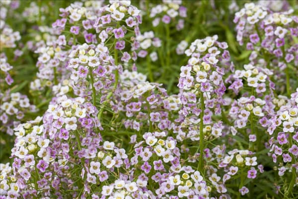 Lobularia maritima