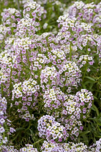 Lobularia maritima