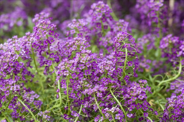 Lobularia maritima