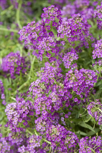 Lobularia maritima