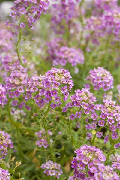 Lobularia maritima
