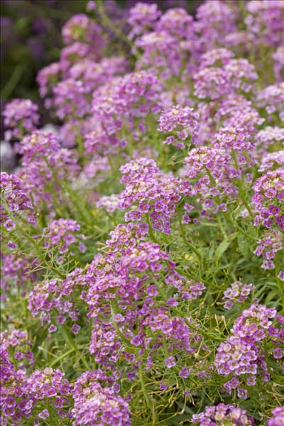 Lobularia maritima