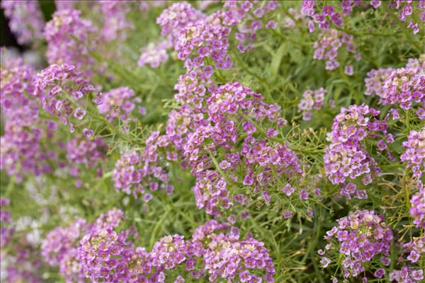 Lobularia maritima