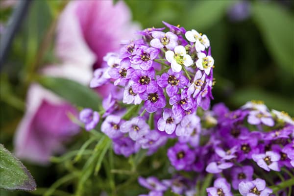 Lobularia maritima