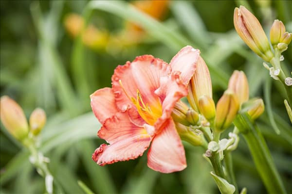 Hemerocallis