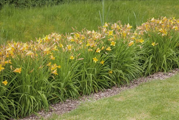 Hemerocallis