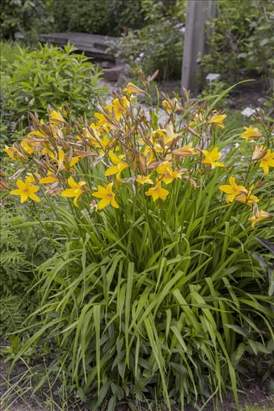 Hemerocallis