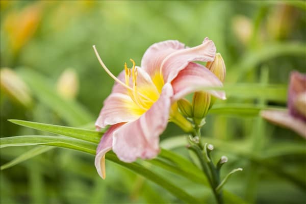 Hemerocallis