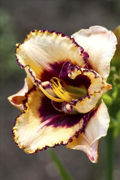 Hemerocallis