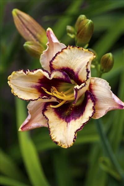 Hemerocallis