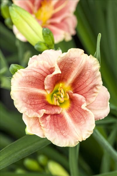 Hemerocallis