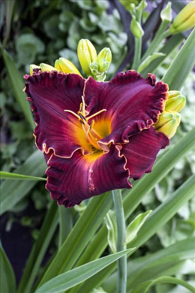 Hemerocallis