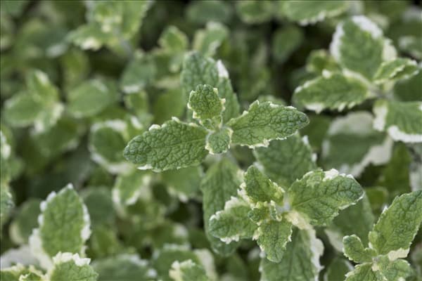 Mentha suaveolens