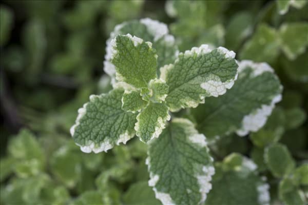 Mentha suaveolens