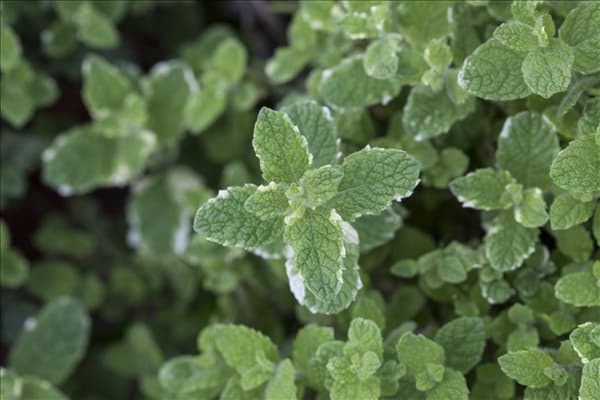 Mentha suaveolens