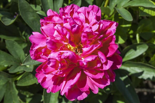 Paeonia x suffruticosa, rosa