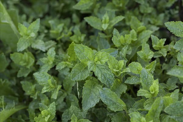 Mentha suaveolens