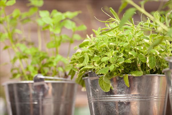 Mentha suaveolens