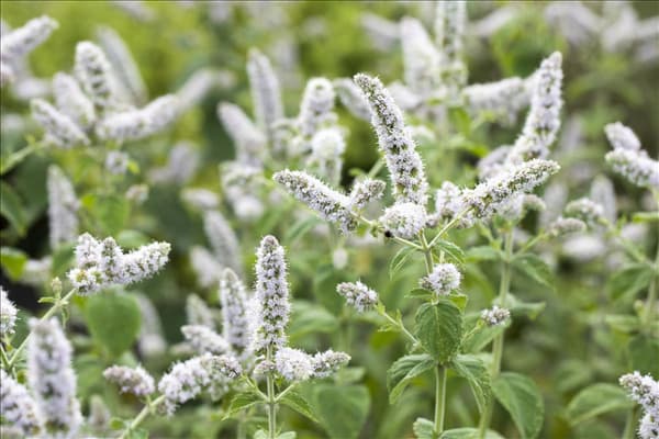 Mentha suaveolens