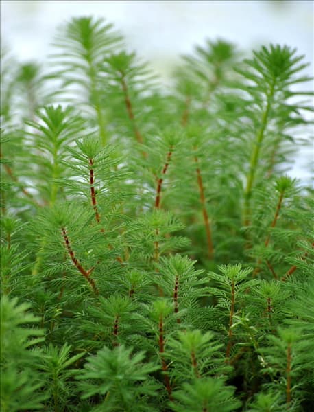 Myriophyllum verticillatum