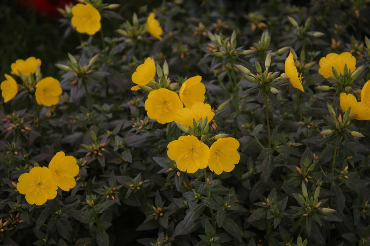 Oenothera tetragona 'Hohes Licht'