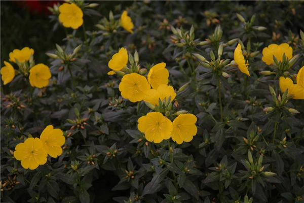 Oenothera tetragona 'Hohes Licht'