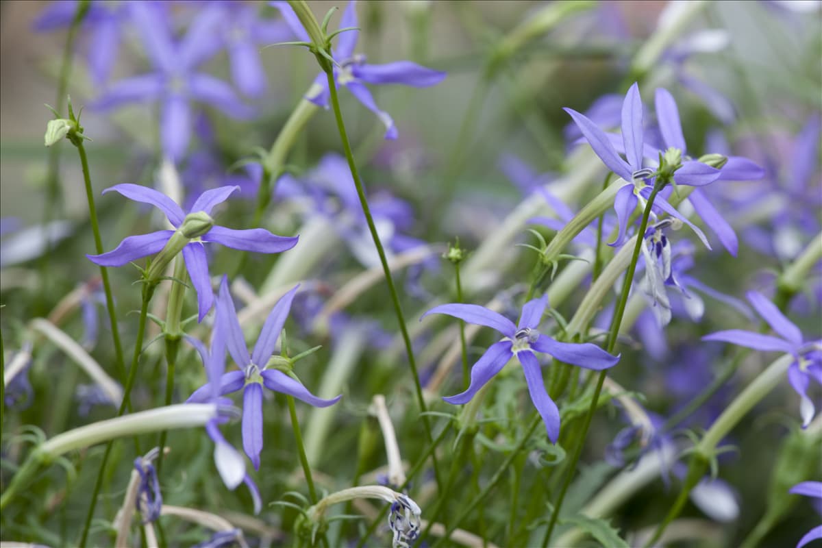 Isotoma axillaris