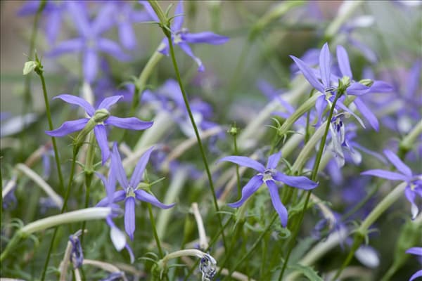 Isotoma axillaris