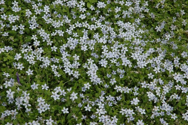 Isotoma axillaris