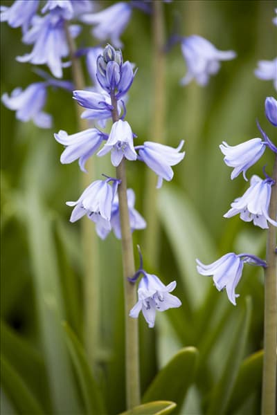 Hyacinthoides hispanica
