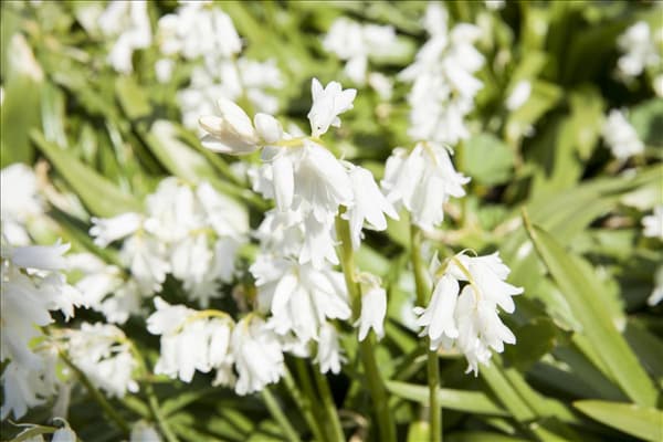 Hyacinthoides hispanica 'White City'