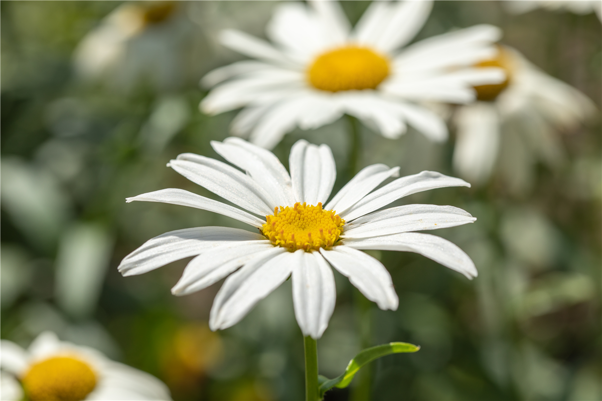 Leucanthemum x superbum 'Gruppenstolz'