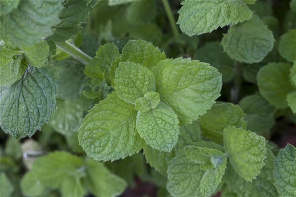 Mentha suaveolens 'Apple Mint'