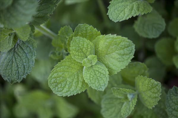 Mentha suaveolens 'Apple Mint'
