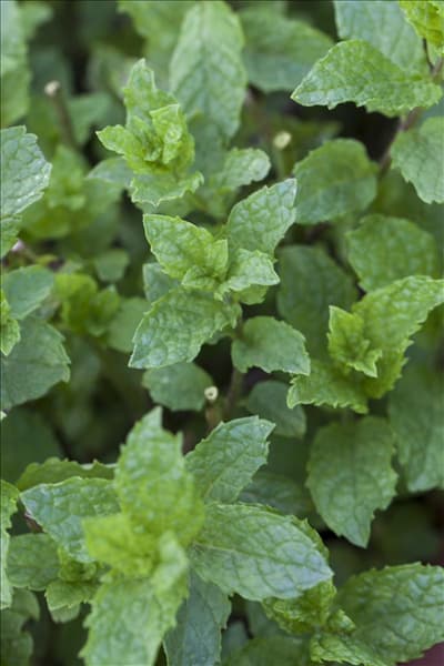 Mentha suaveolens 'Apple Mint'