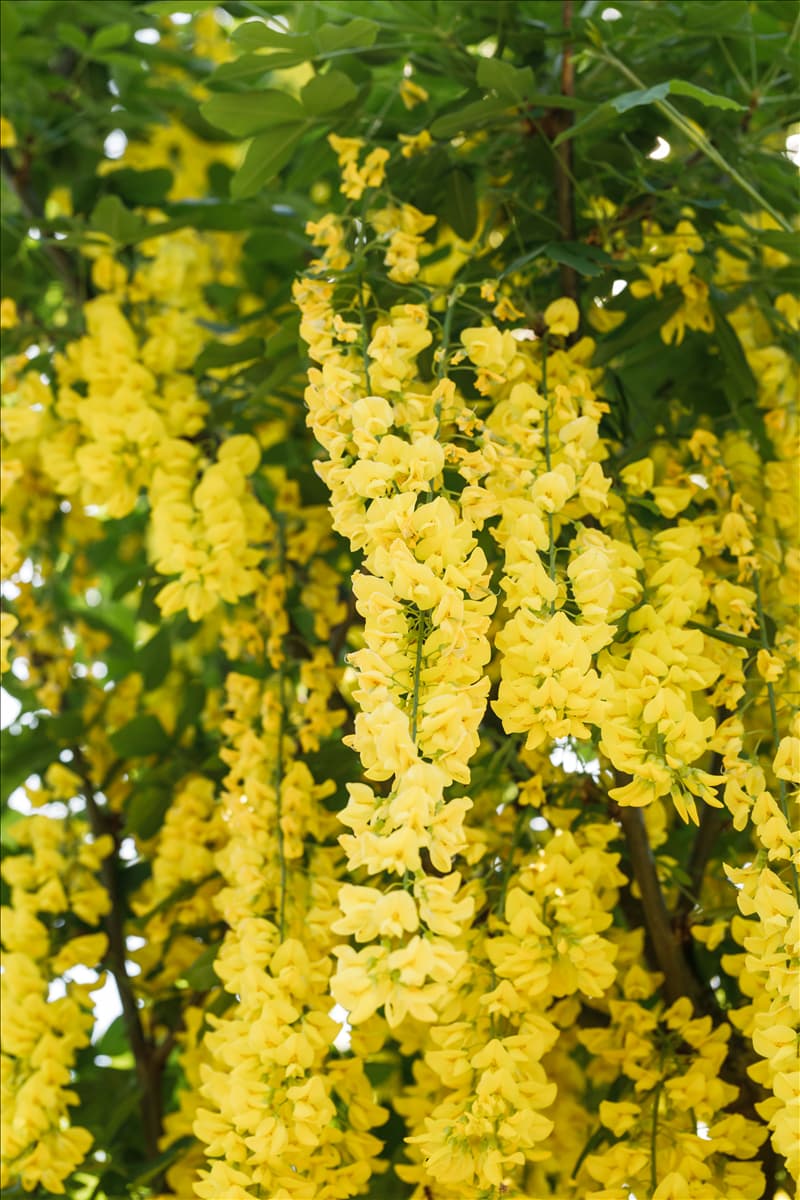 Laburnum watereri 'Vossii'