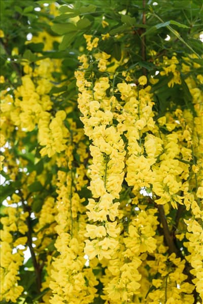 Laburnum watereri 'Vossii'