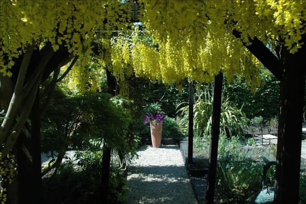 Laburnum watereri