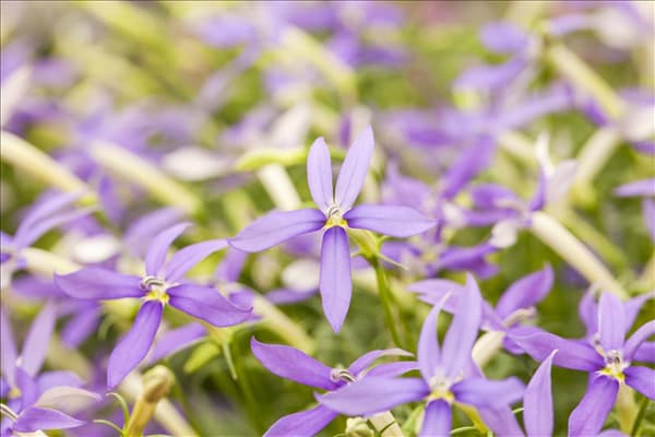 Isotoma axillaris pac® 'Stella Blue'