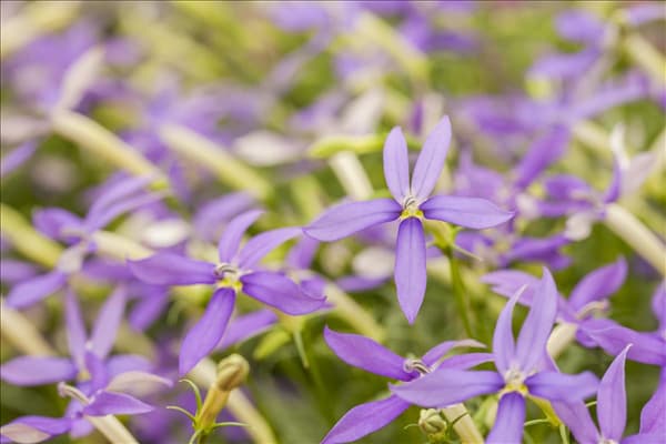 Isotoma axillaris pac® 'Stella Blue'