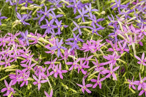 Isotoma axillaris pac® 'Stella Blue'