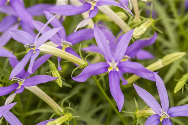 Isotoma axillaris pac® 'Stella Blue'