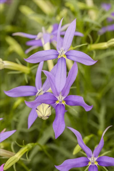 Isotoma axillaris pac® 'Stella Blue'