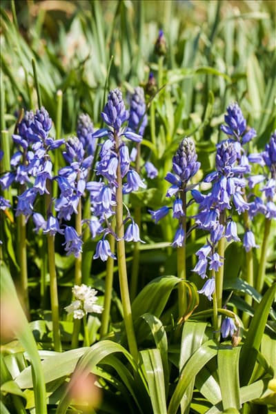 Hyacinthoides hispanica, blau