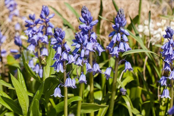 Hyacinthoides hispanica